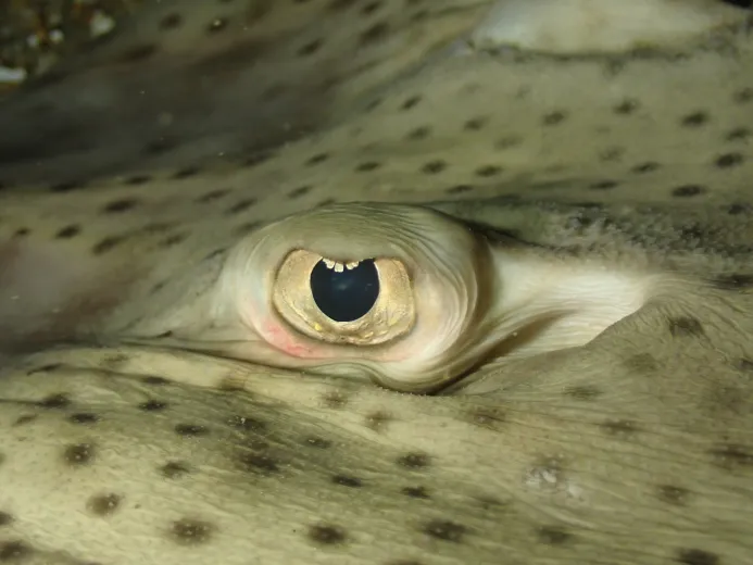 Raja brachyura