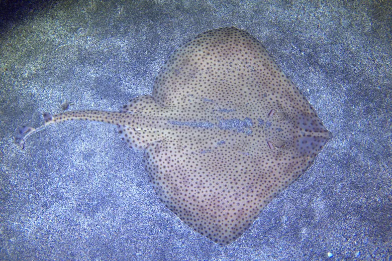 Raja brachyura