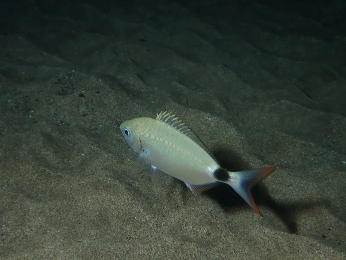 Oblada melanurus