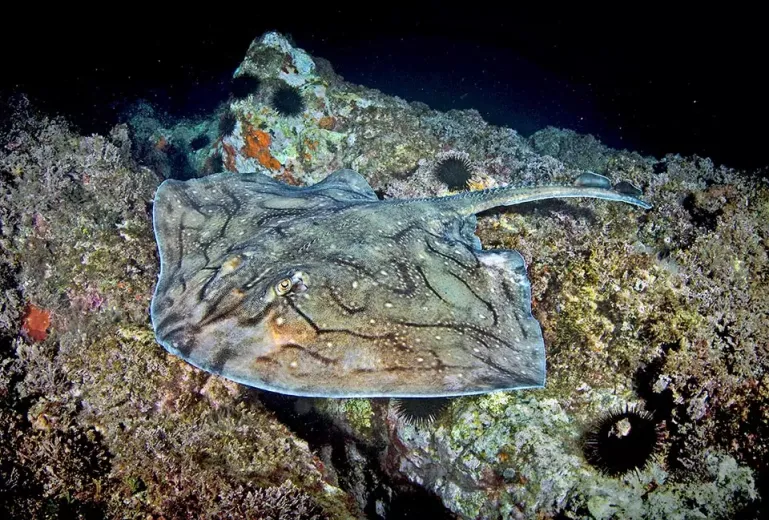 Raja undulata