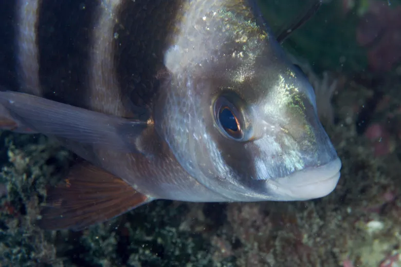 Diplodus cervinus