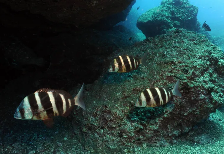 Diplodus cervinus