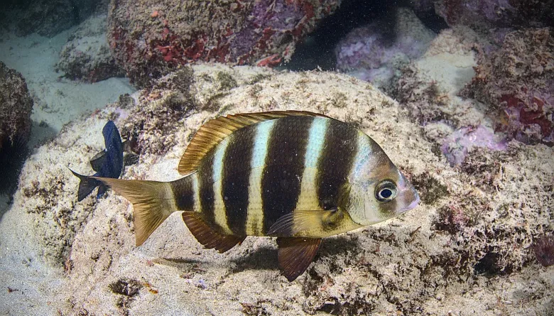 Diplodus cervinus