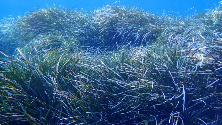 Posidònia oceanica