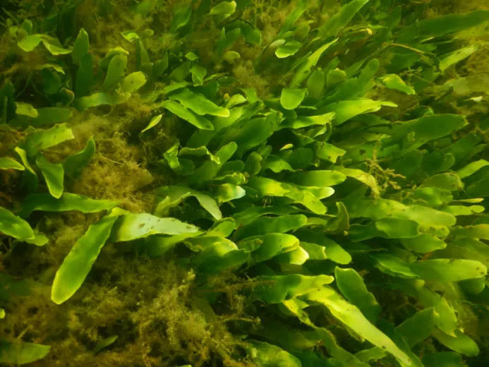 Caulerpa prolifera