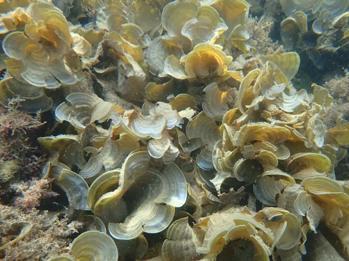 Padina pavonica