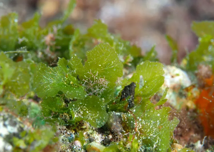 Anadyomene stellata