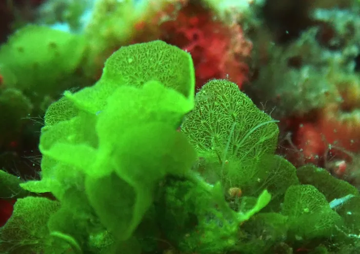 Anadyomene stellata