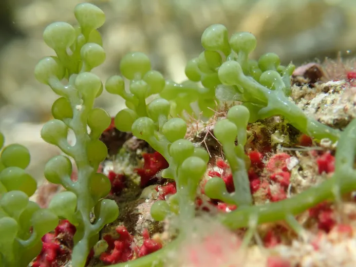 Caulerpa racemosa