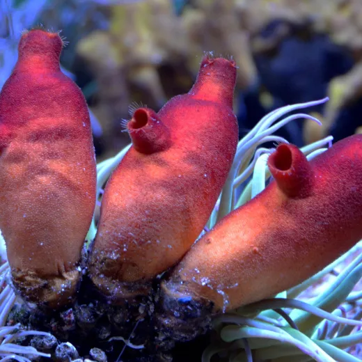 Halocynthia papillosa