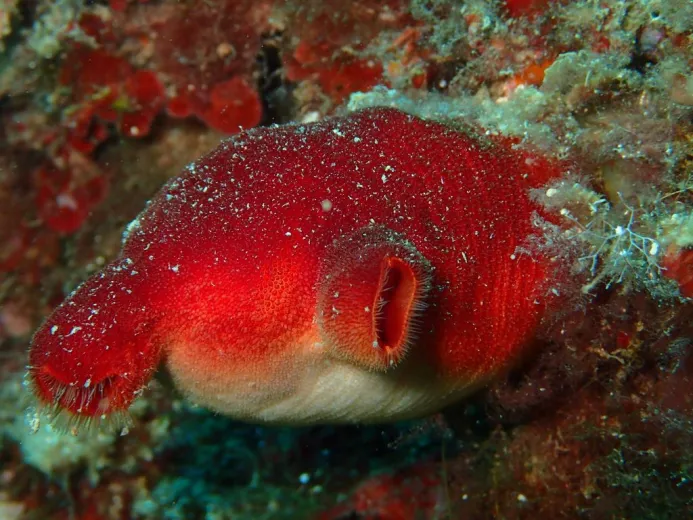 Halocynthia papillosa