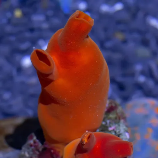 Halocynthia papillosa