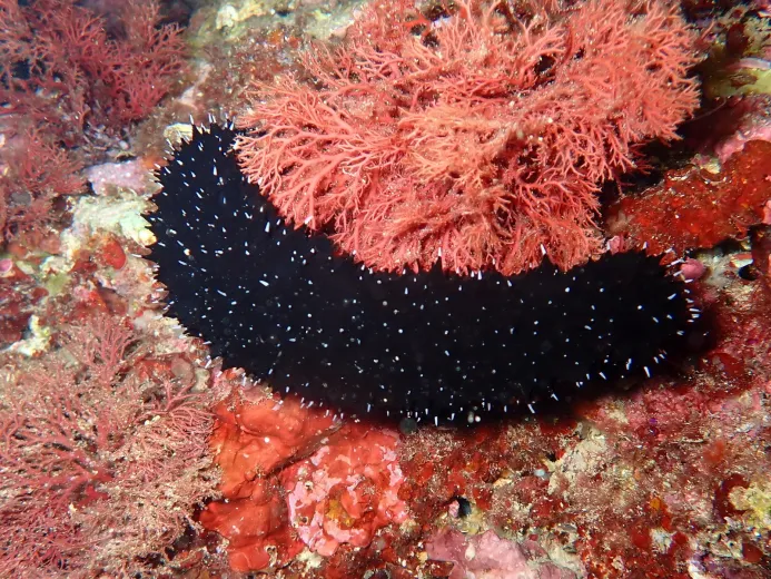 Holothuria forskali