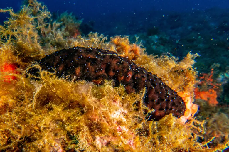 Holothuria forskali