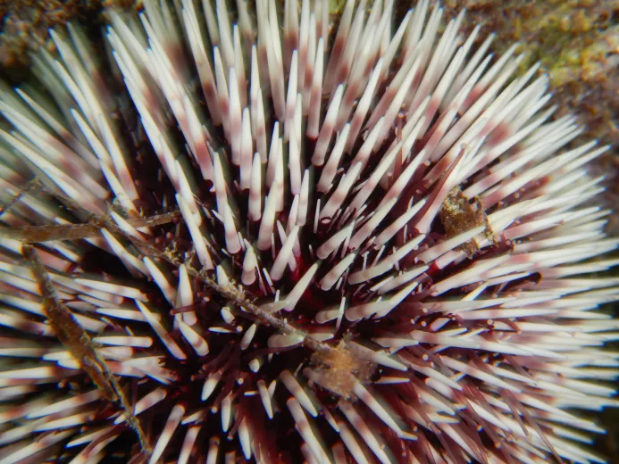 Sphaerechinus granularis