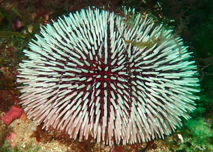Sphaerechinus granularis