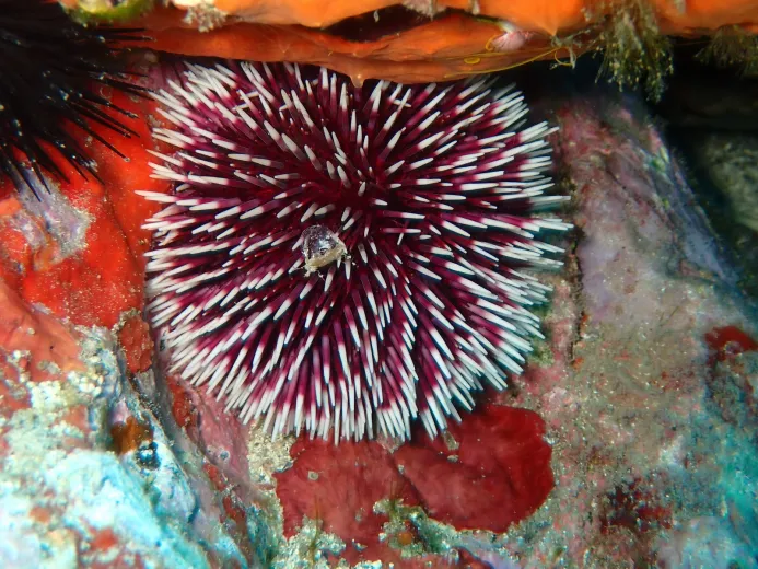 Sphaerechinus granularis