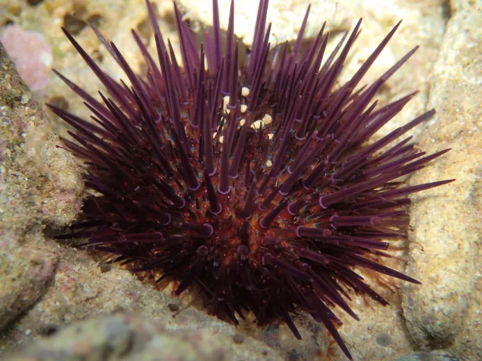 Paracentrotus lividus