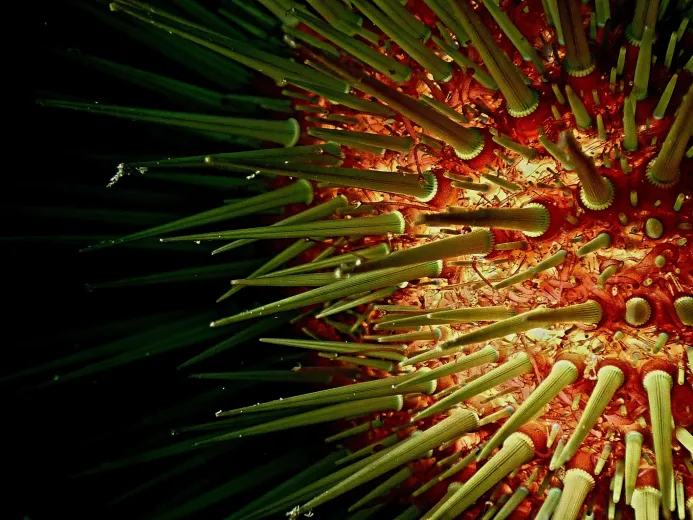 Paracentrotus lividus
