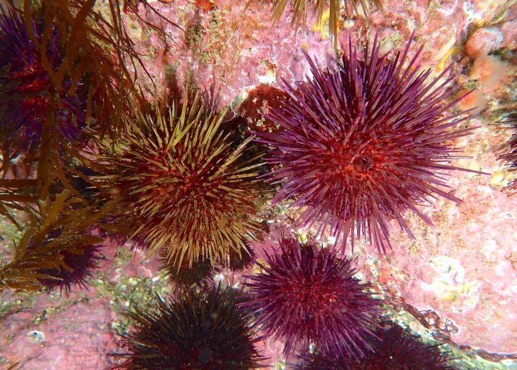Paracentrotus lividus