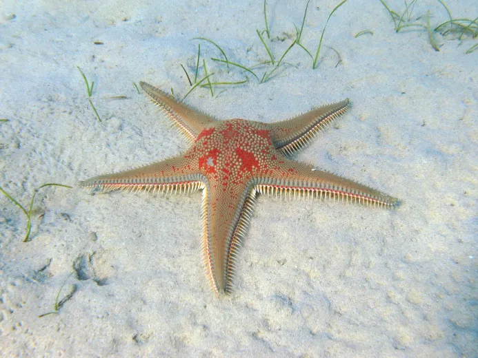 Astropecten aranciacus