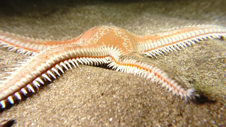 Astropecten aranciacus