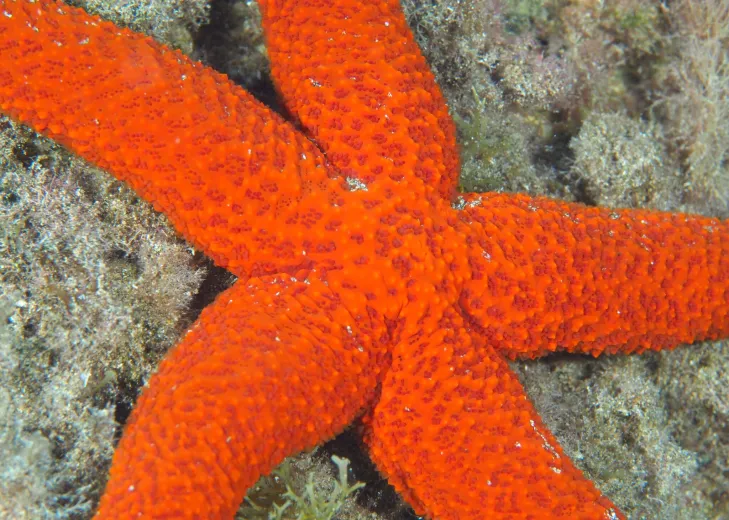 Echinaster sepositus
