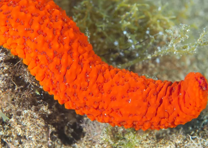 Echinaster sepositus