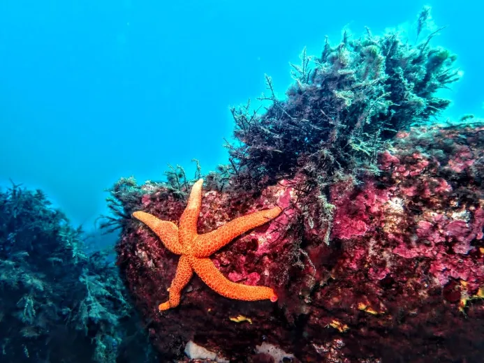 Echinaster sepositus