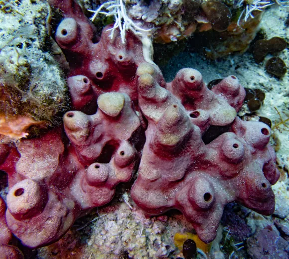 Petrosia ficiformis
