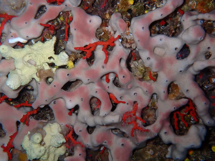 Petrosia ficiformis