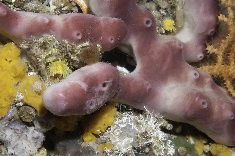 Petrosia ficiformis