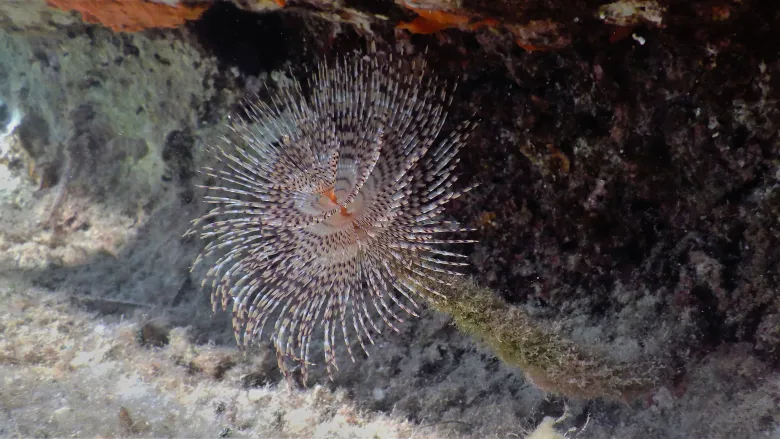 Sabella spallanzanii