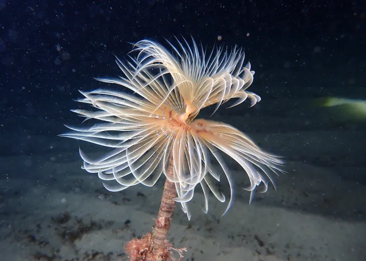 Sabella spallanzanii