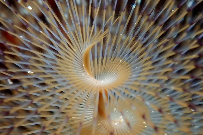 Sabella spallanzanii