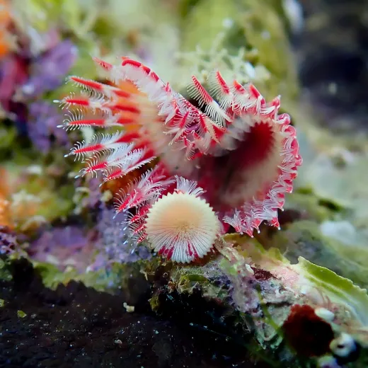 Serpula vermicularis
