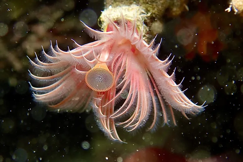 Serpula vermicularis