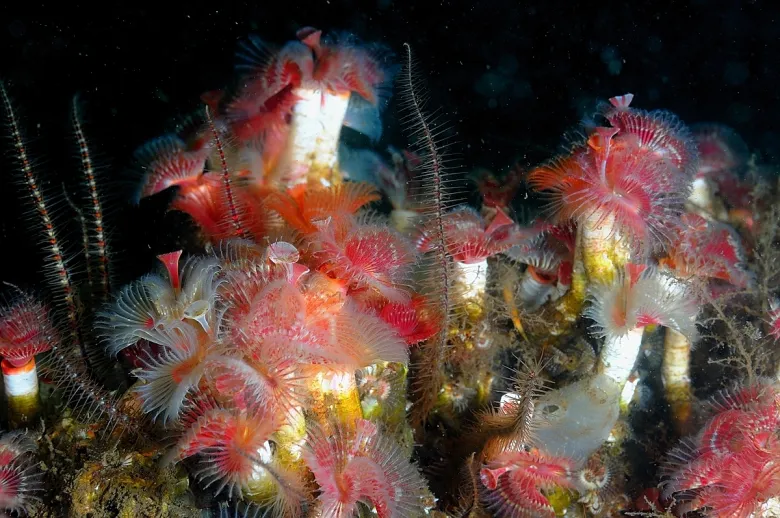 Serpula vermicularis