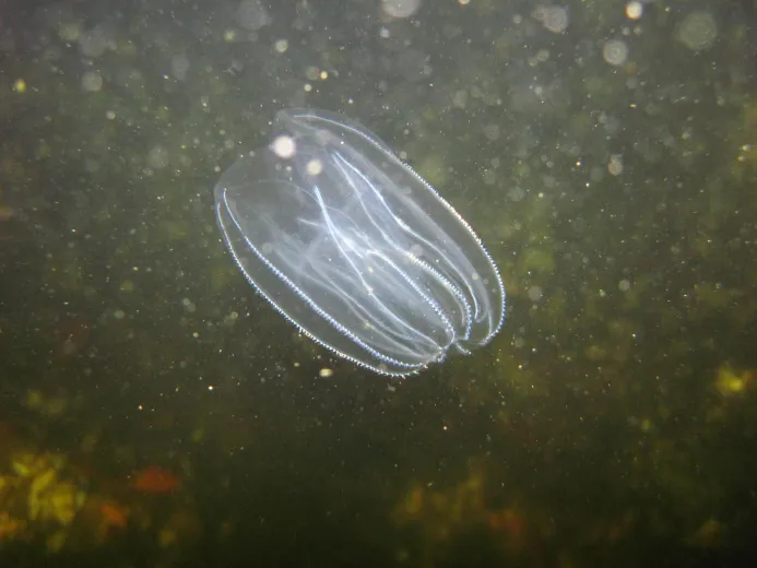 Mnemiopsis leidyi