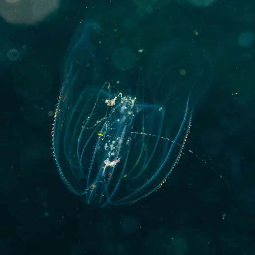 Mnemiopsis leidyi