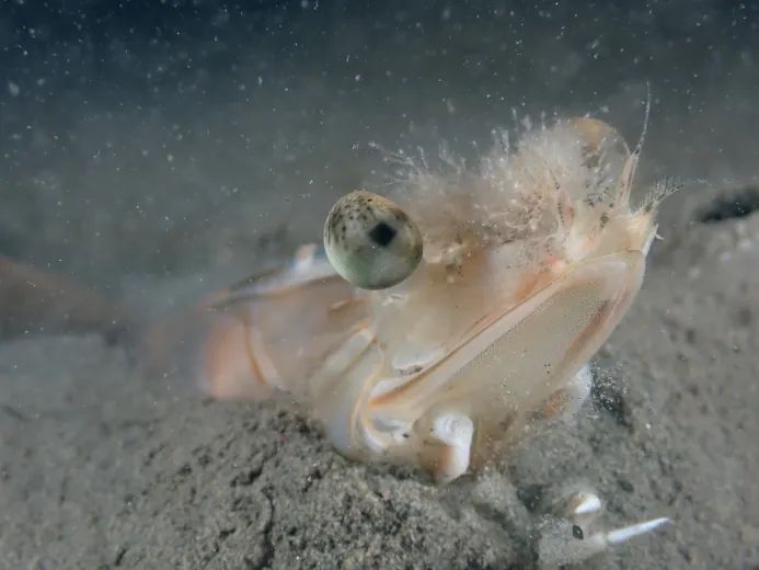 Penaeus kerathurus