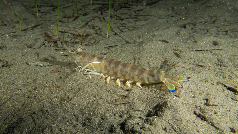 Penaeus kerathurus