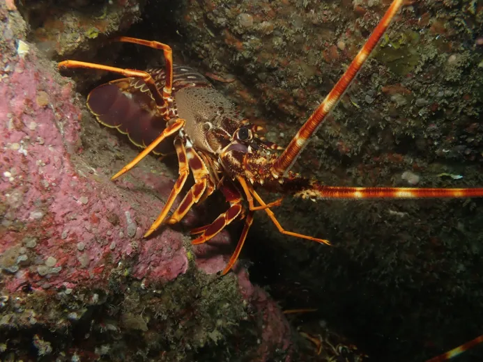 Palinurus elephas