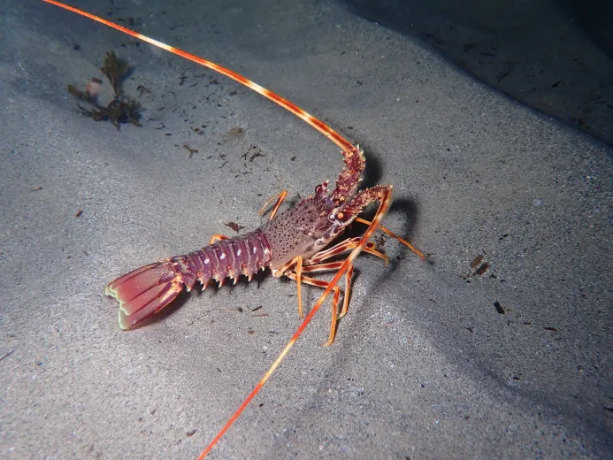 Palinurus elephas