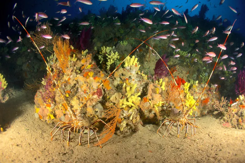 Palinurus elephas