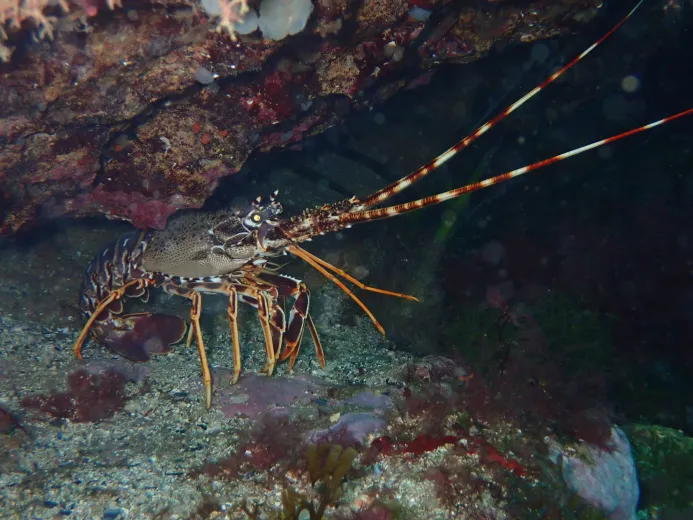 Palinurus elephas