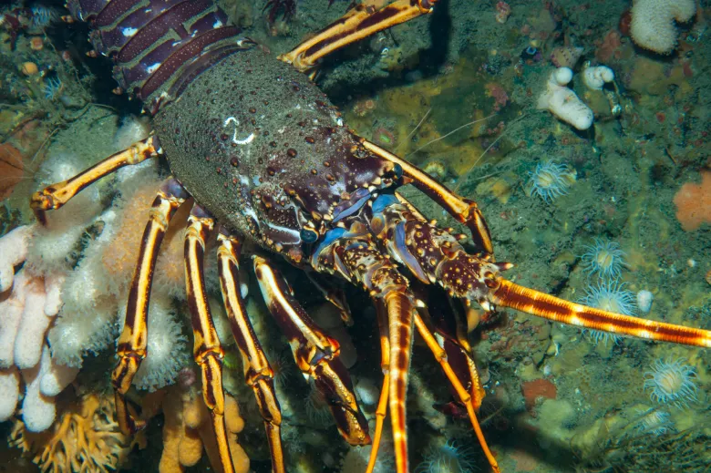 Palinurus elephas