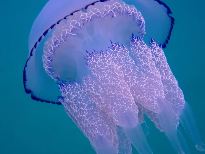 Rhizostoma pulmo