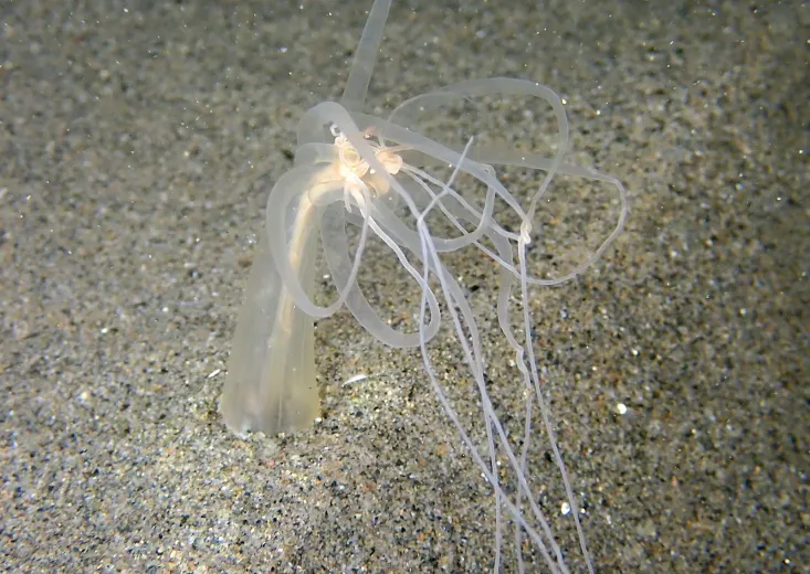 Halcampoides purpureus