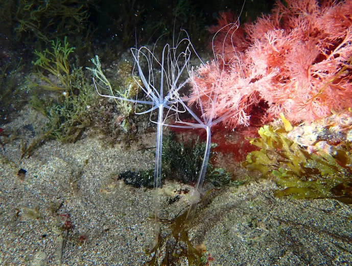 Halcampoides purpureus
